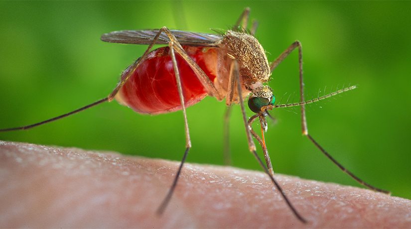 Zika Virus Protection for Mechanical Industry Workers